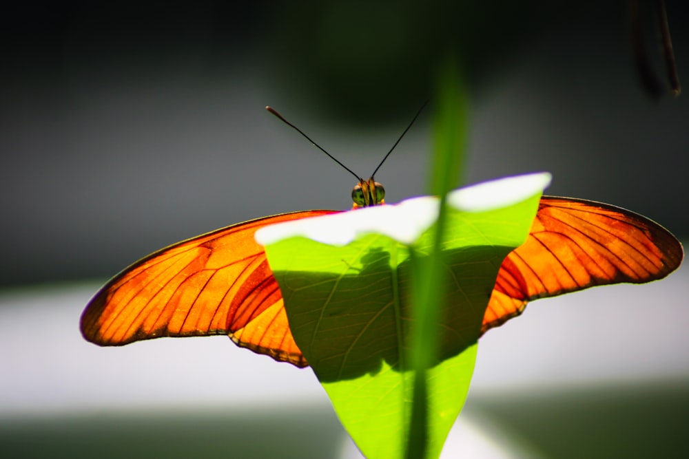 a butterfly sitting on top of a green leaf