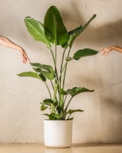 a plant in a white pot on a table