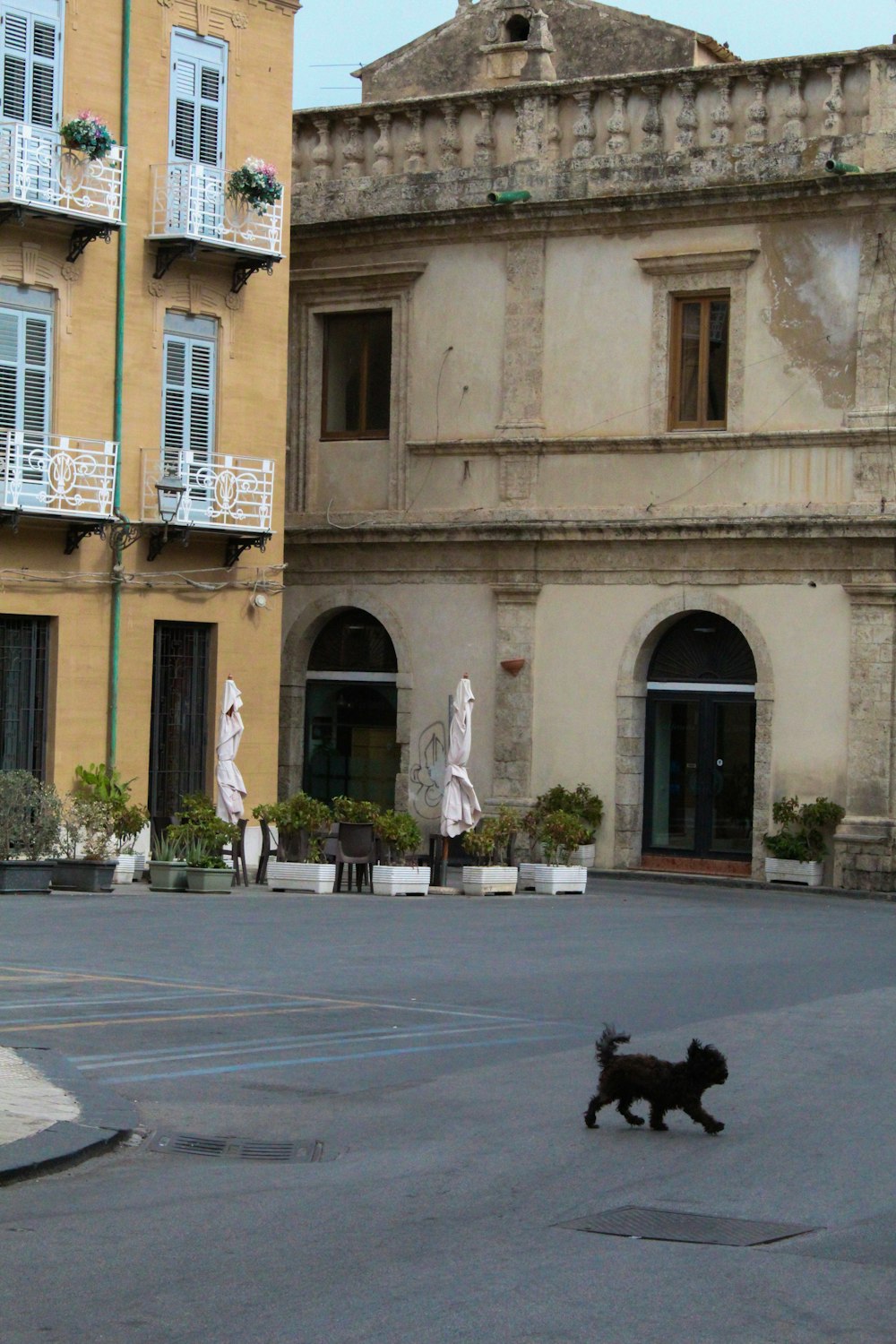 a small black dog walking across a parking lot