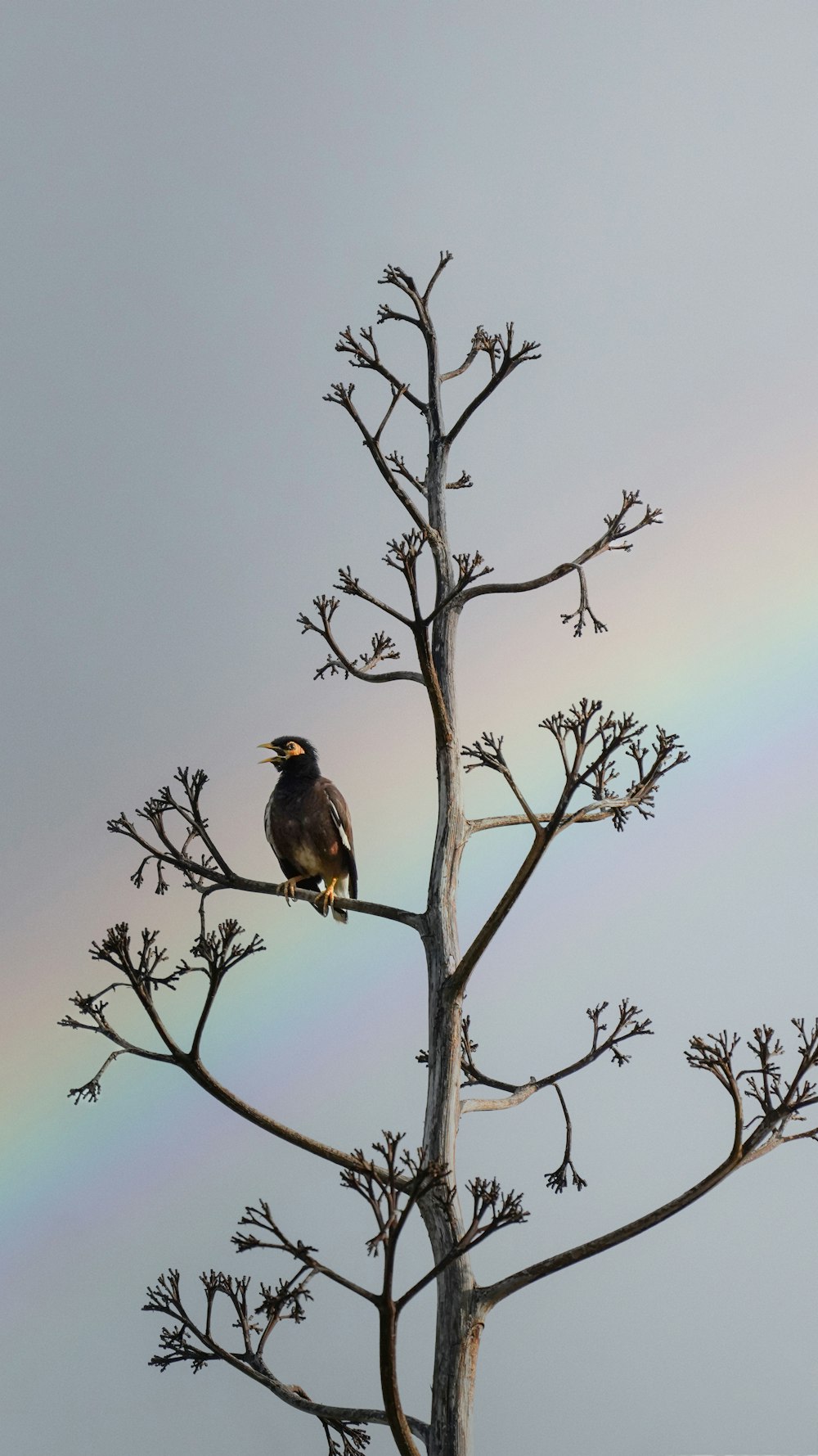 a bird perched on a tree with a rainbow in the background