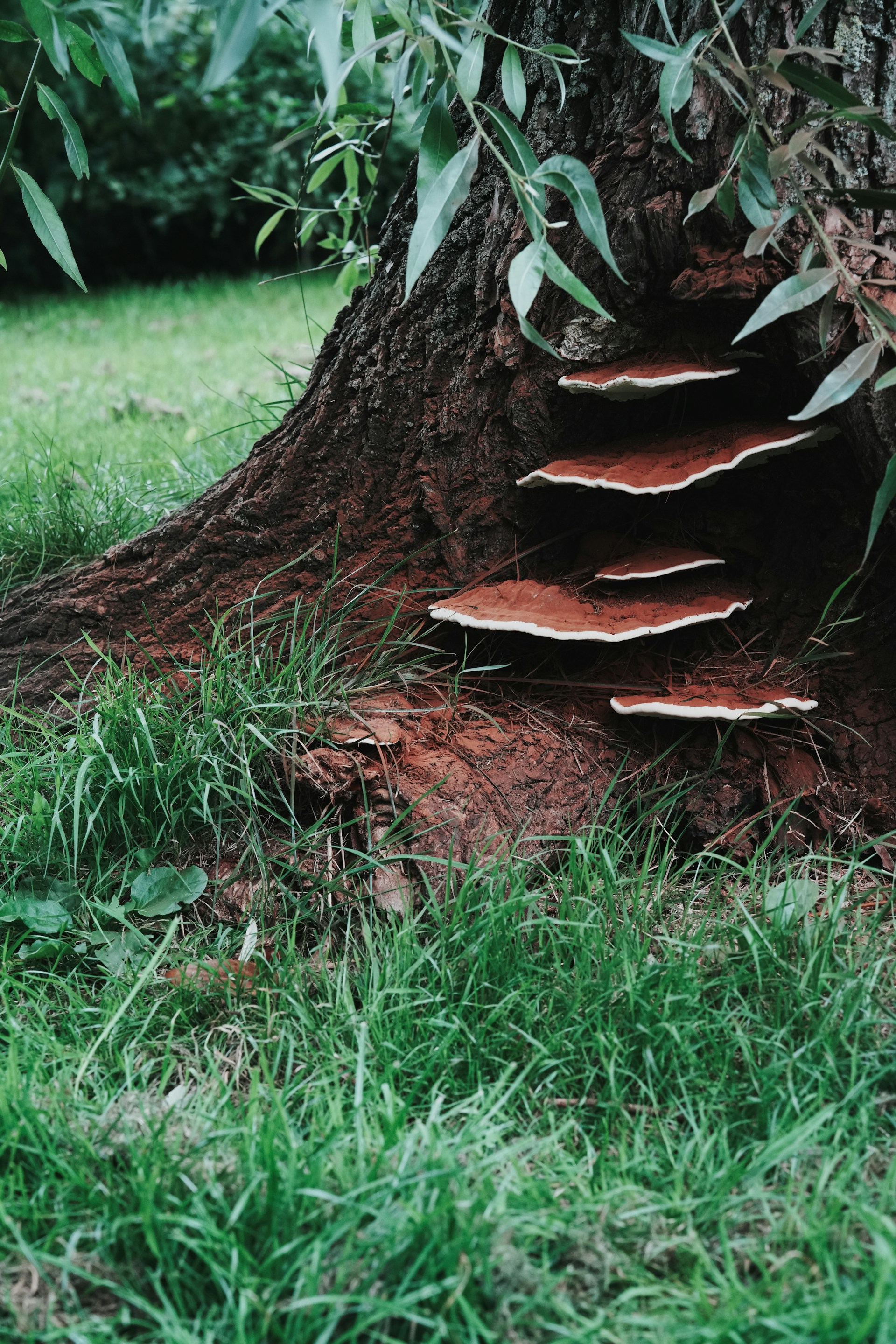a group of mushrooms growing on the side of a tree