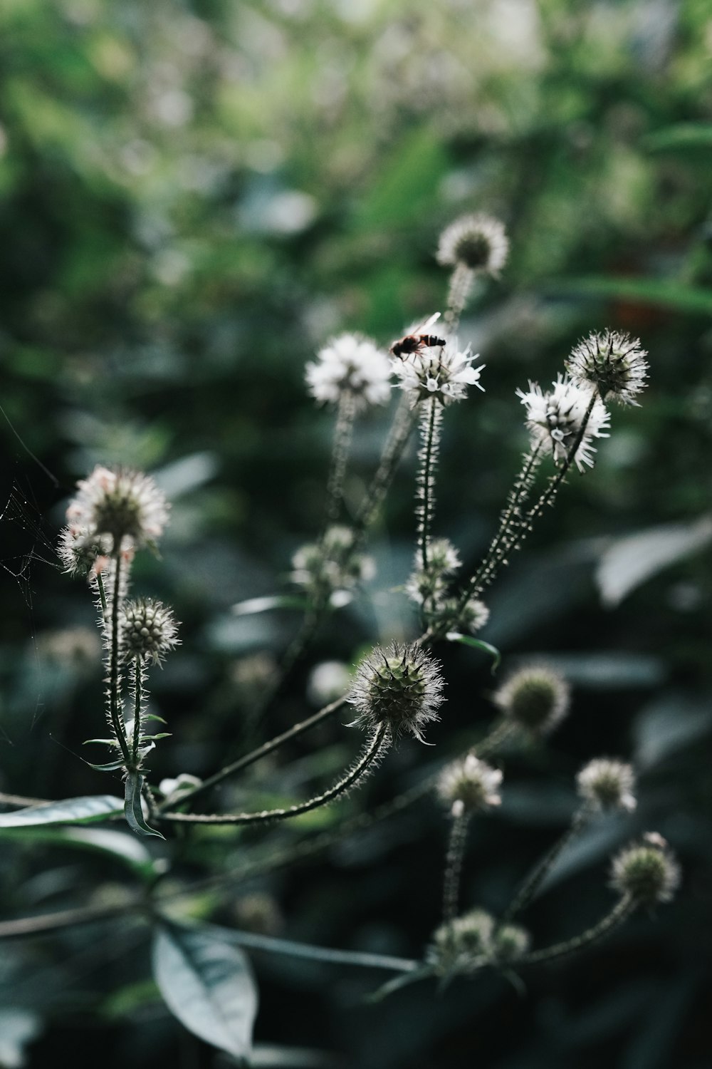 a close up of a plant with a bug on it