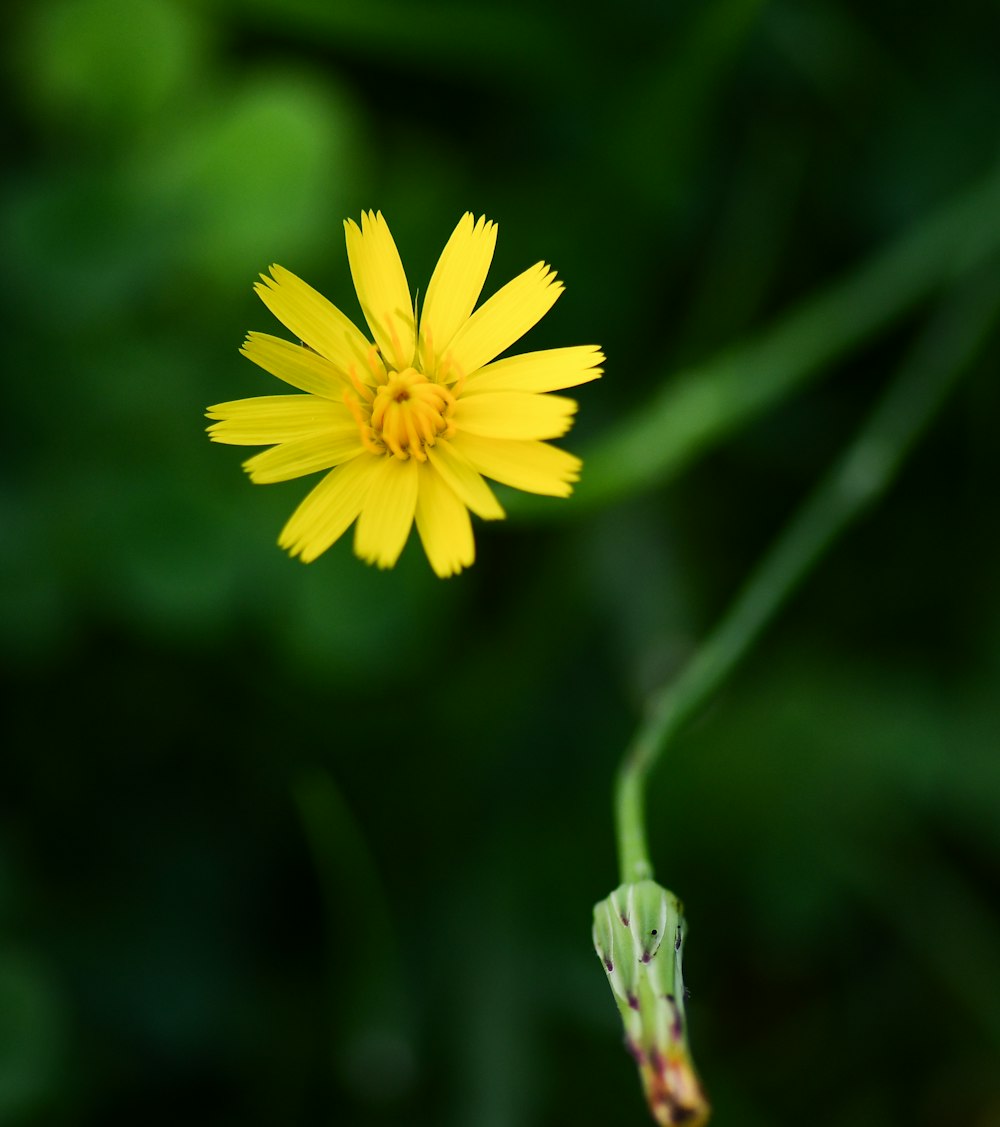 a close up of a yellow flower with a blurry background