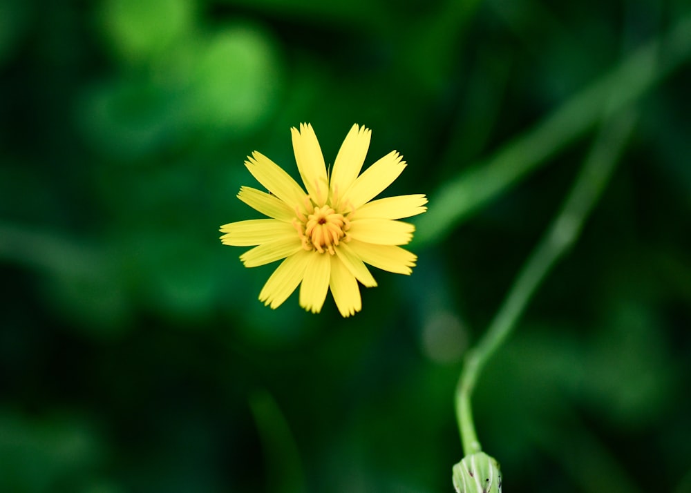 a yellow flower with a green background