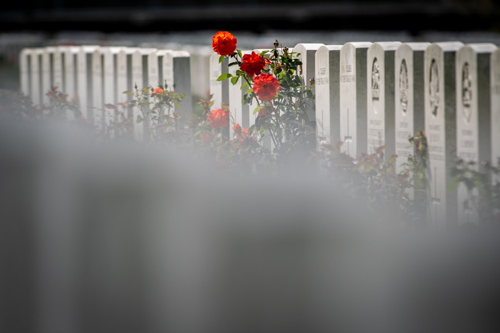 a white picket fence with red flowers growing between it