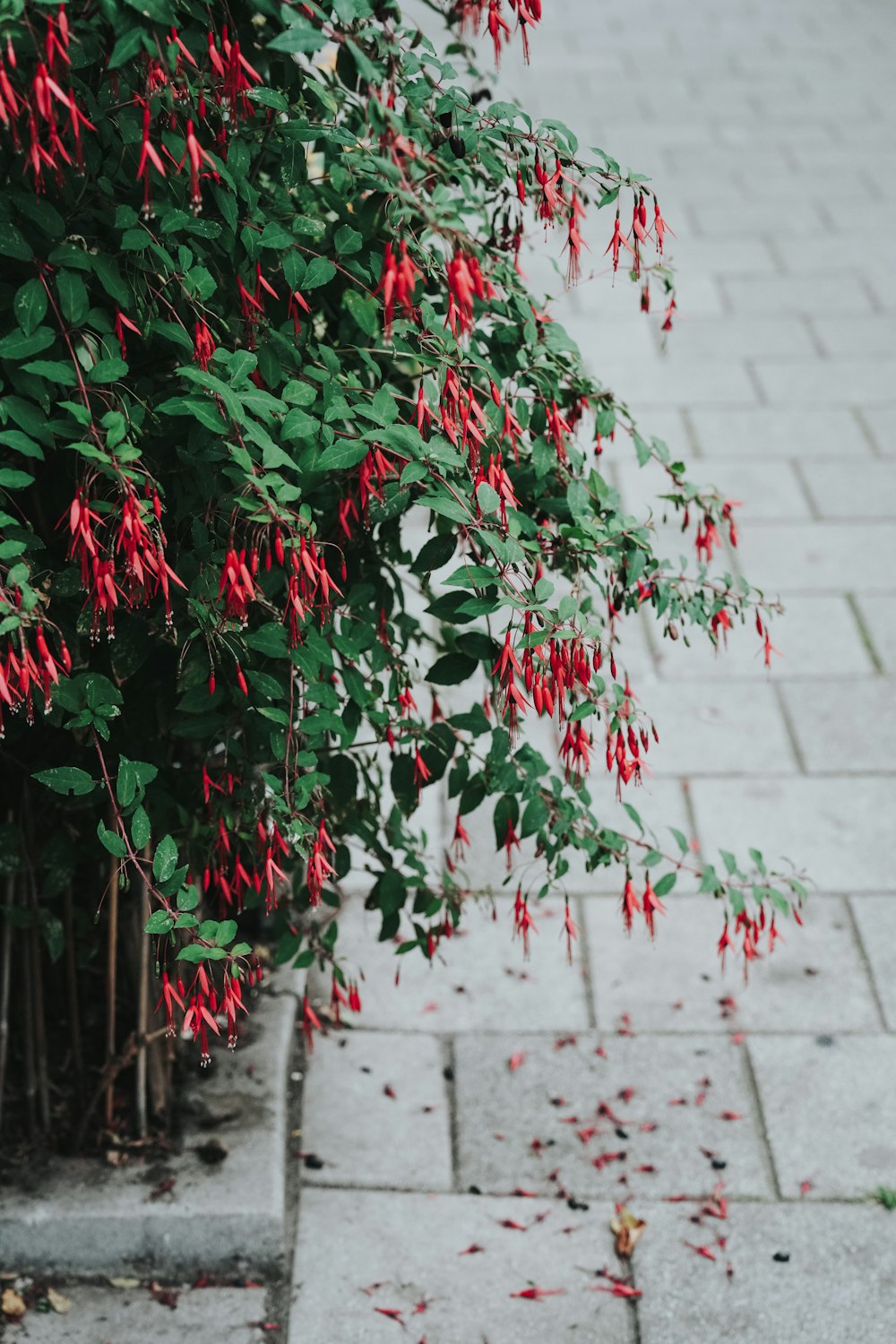 a bush with red flowers on it next to a sidewalk