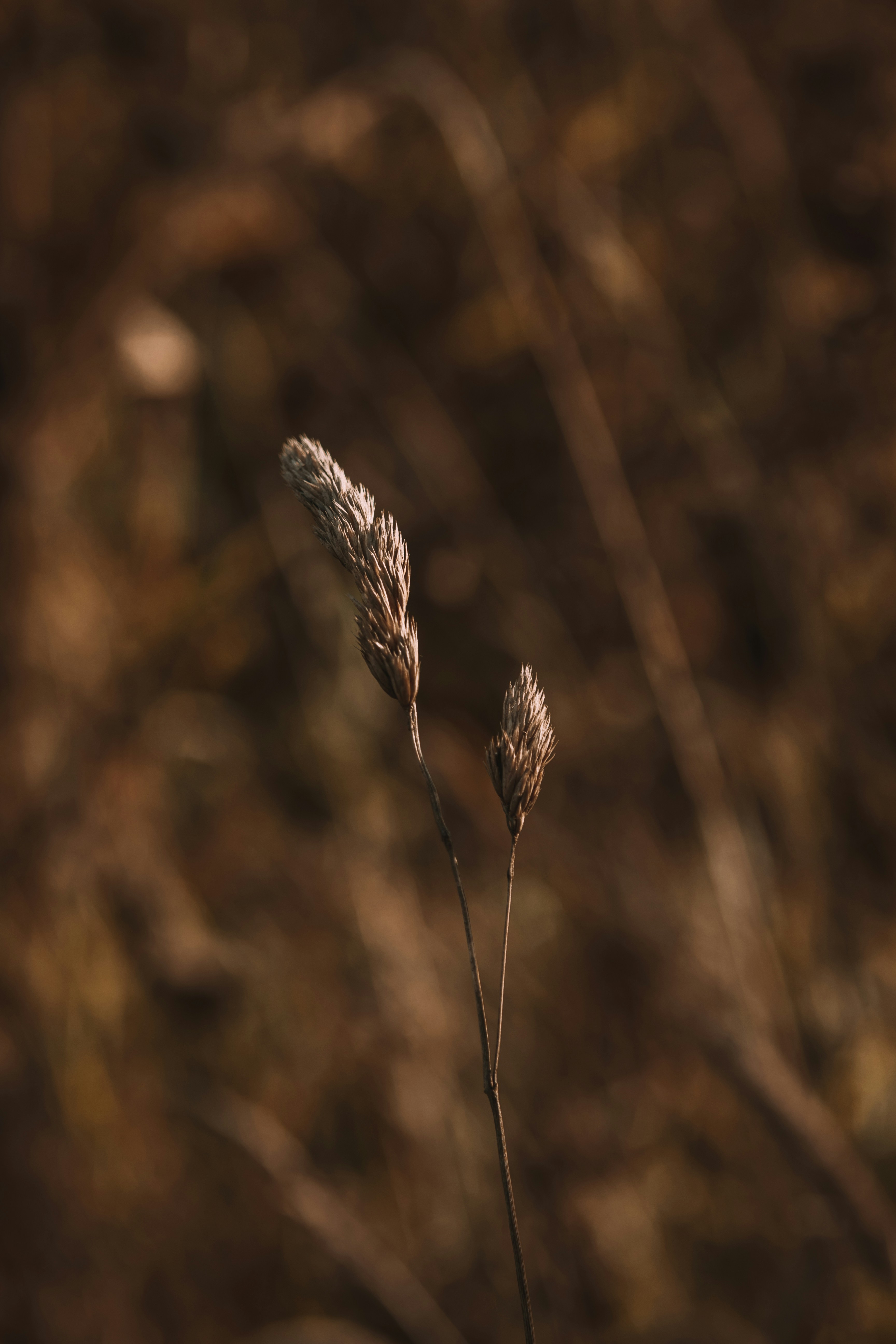 Photo by sam_badmaeva