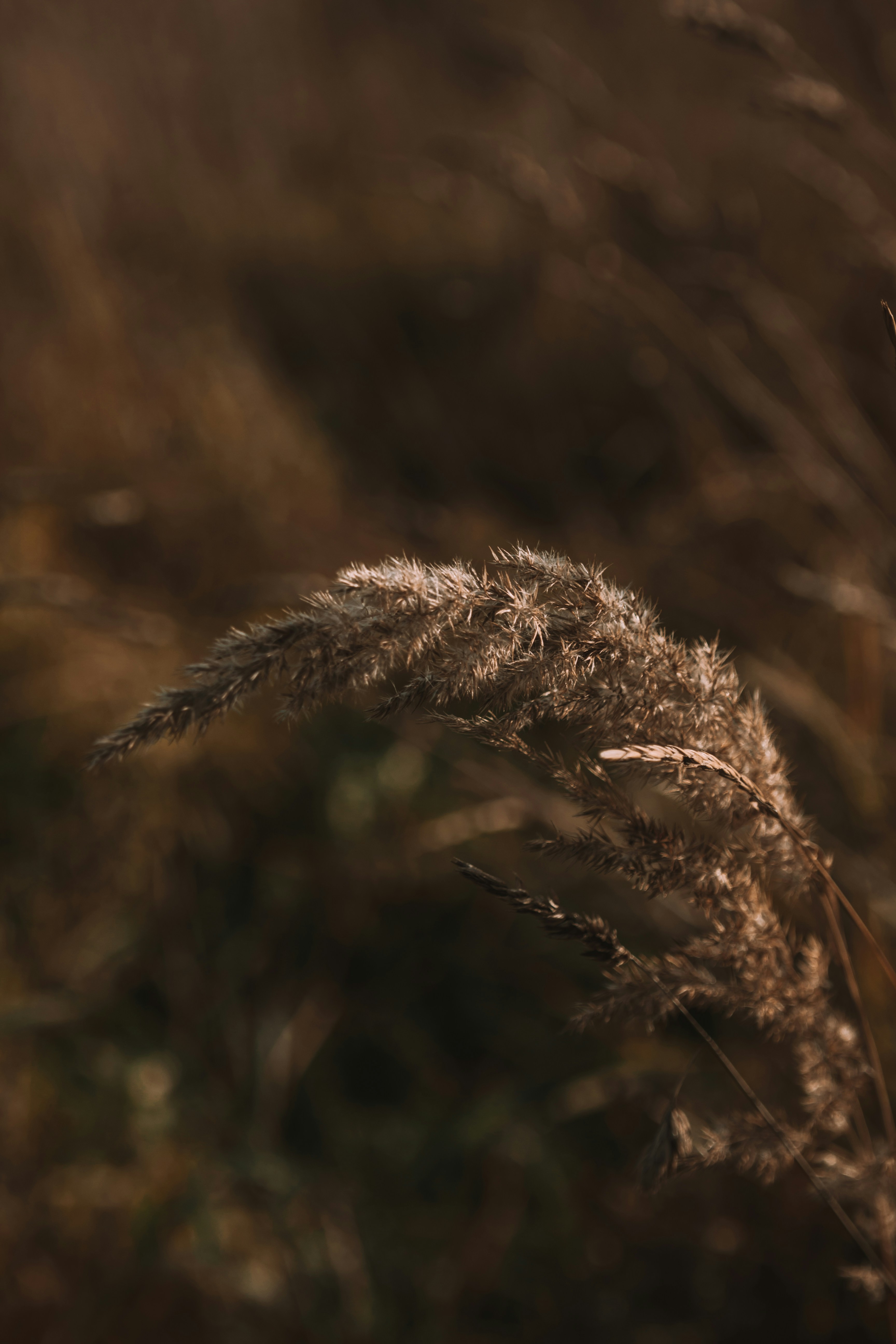 Photo by sam_badmaeva