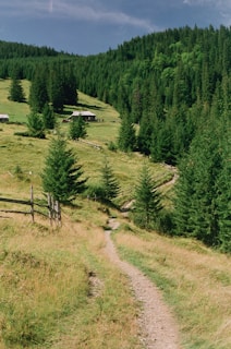 A lush green landscape with a winding path leading through a grassy meadow. Dense pine trees cover the surrounding hillsides, while a couple of small cabins are nestled among the trees. A wooden fence runs parallel to the path, adding rustic charm to the scene.