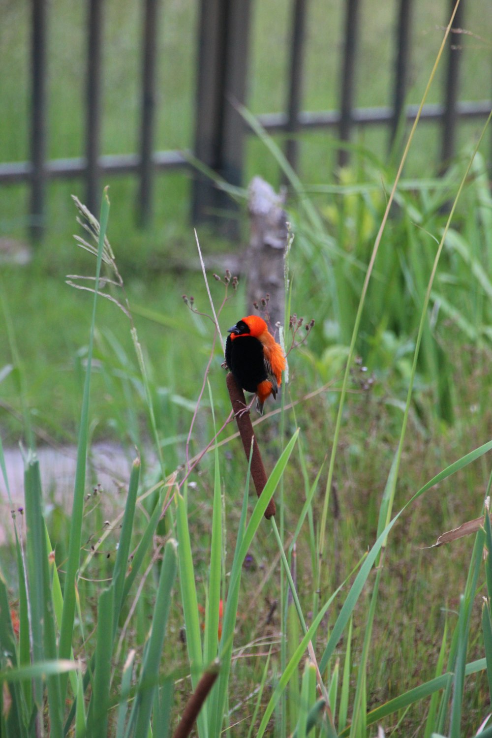 a red and black bird sitting on top of a lush green field