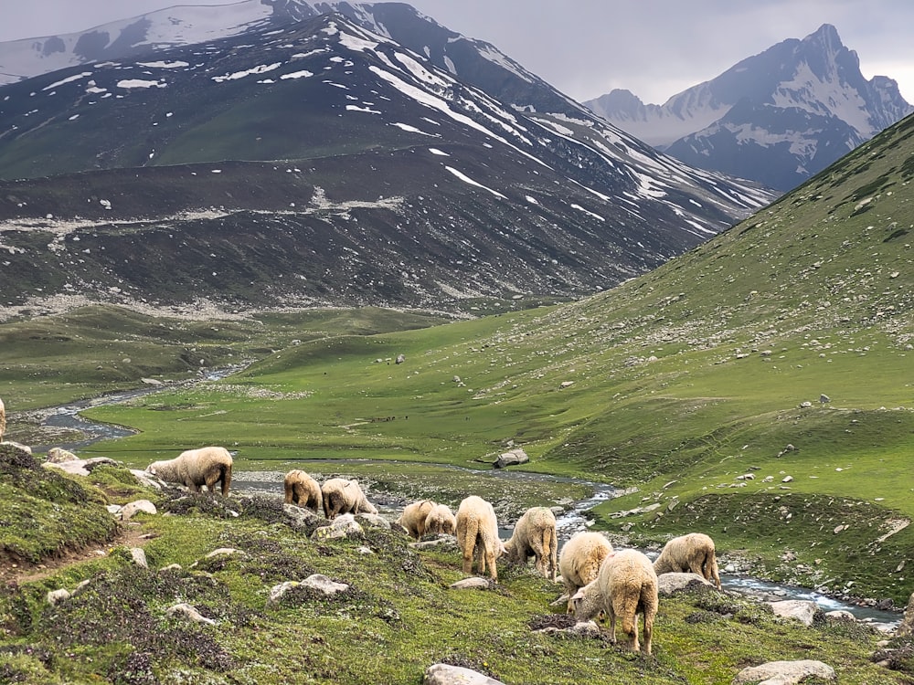 a herd of sheep grazing on a lush green hillside