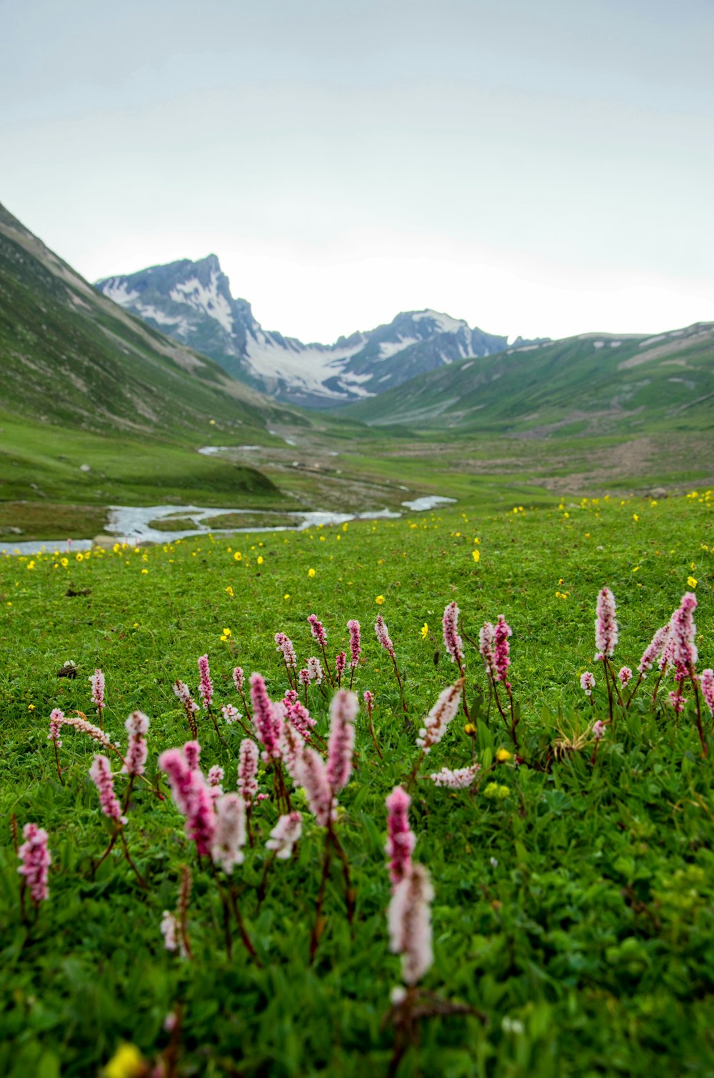 a field of flowers with mountains in the background