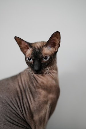 Meet Xherdan the Naked Cat: The Internet’s Fabled Feline