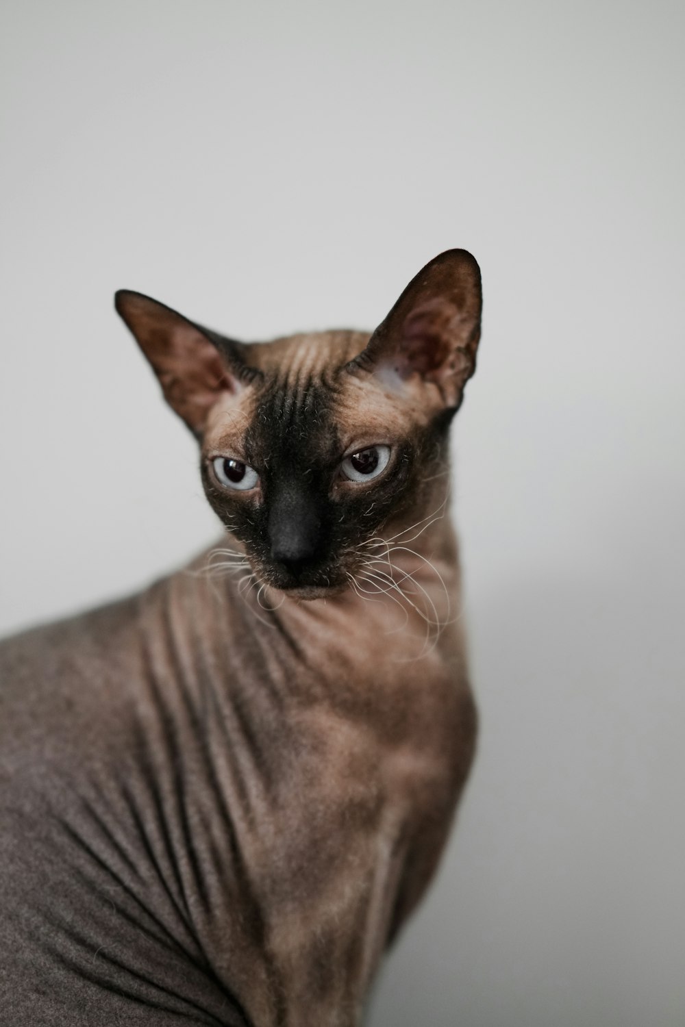 a hairless cat is looking at the camera