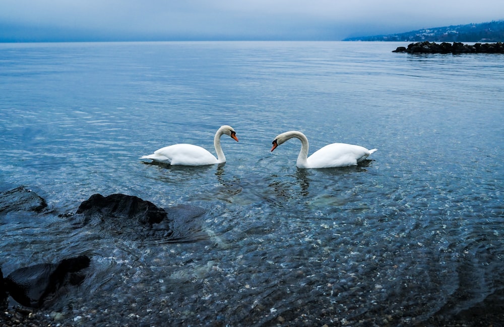two swans are swimming in the water together