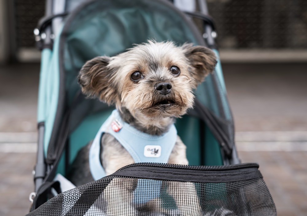 a small dog is sitting in a stroller