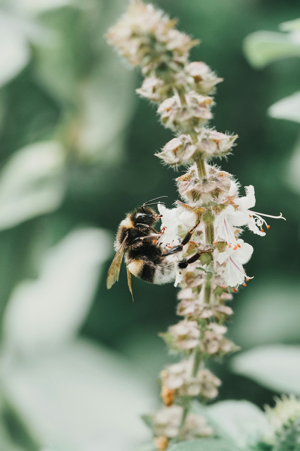 a close up of a bee on a flower