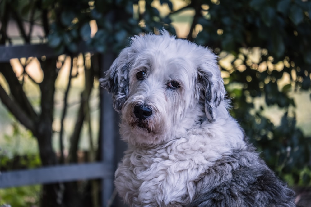 a shaggy white dog sitting in front of a tree