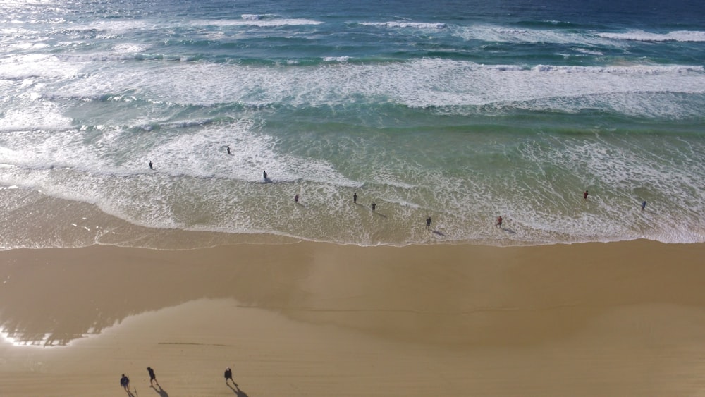 a group of birds standing on top of a sandy beach