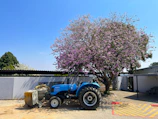 A weathered old tractor parked near blooming cherry trees under a bright blue sky.