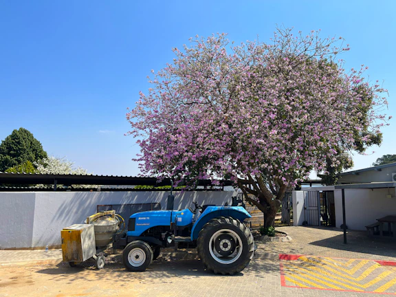 A weathered old tractor parked near blooming cherry trees under a bright blue sky.