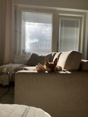 Sophisticated nanny playing with a happy dog and child in a sunlit luxury home.