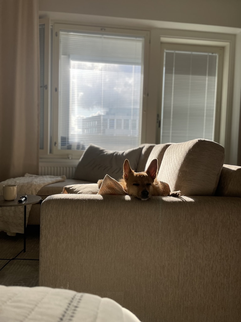 Cozy Dog Bed