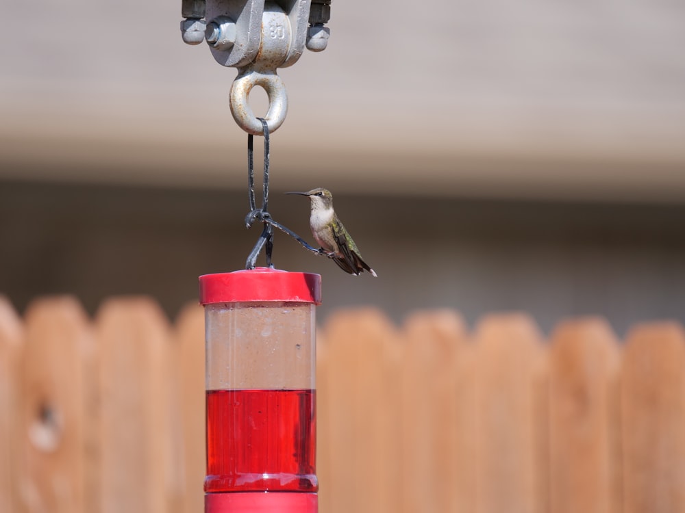 a hummingbird perches on a hummingbird feeder