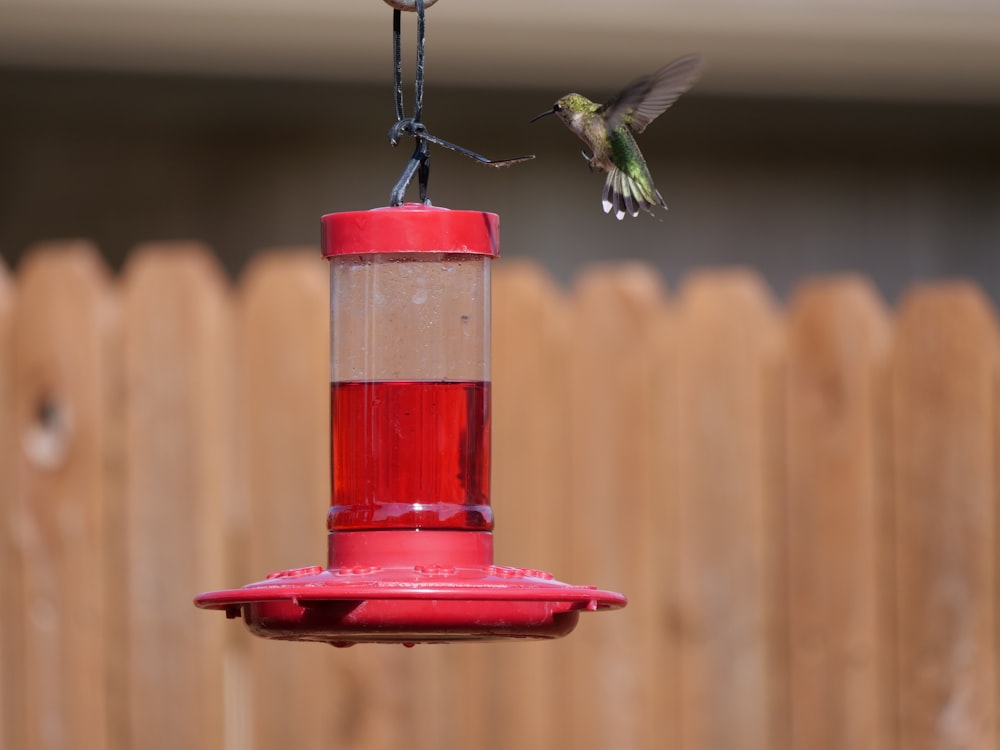 a hummingbird flying towards a red hummingbird feeder