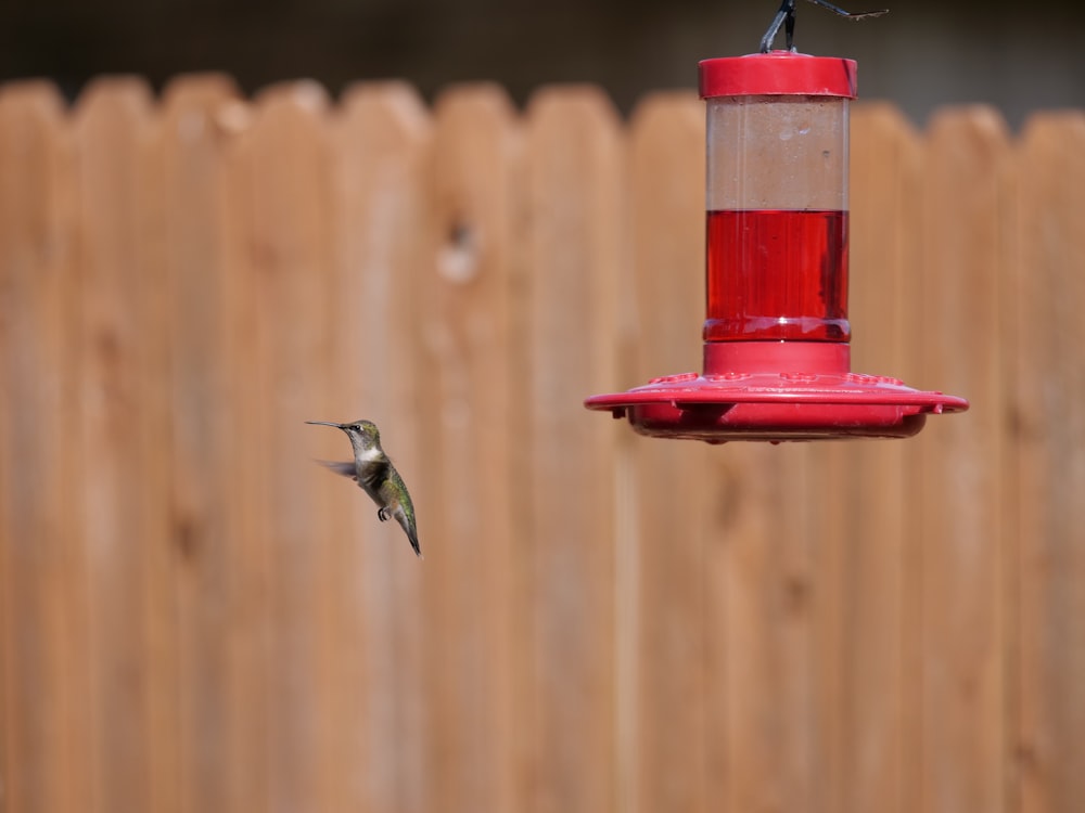 a hummingbird flying towards a red hummingbird feeder
