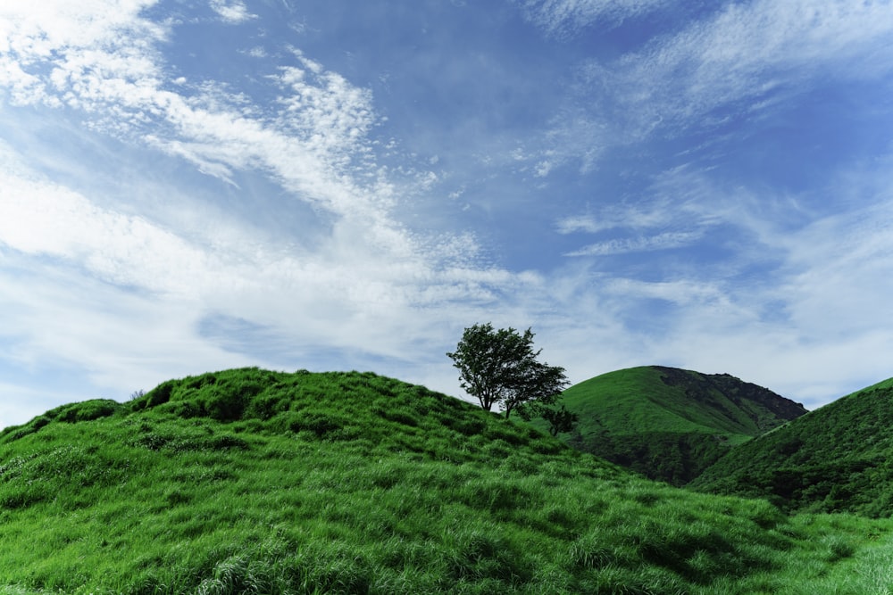 a grassy hill with a tree on top of it