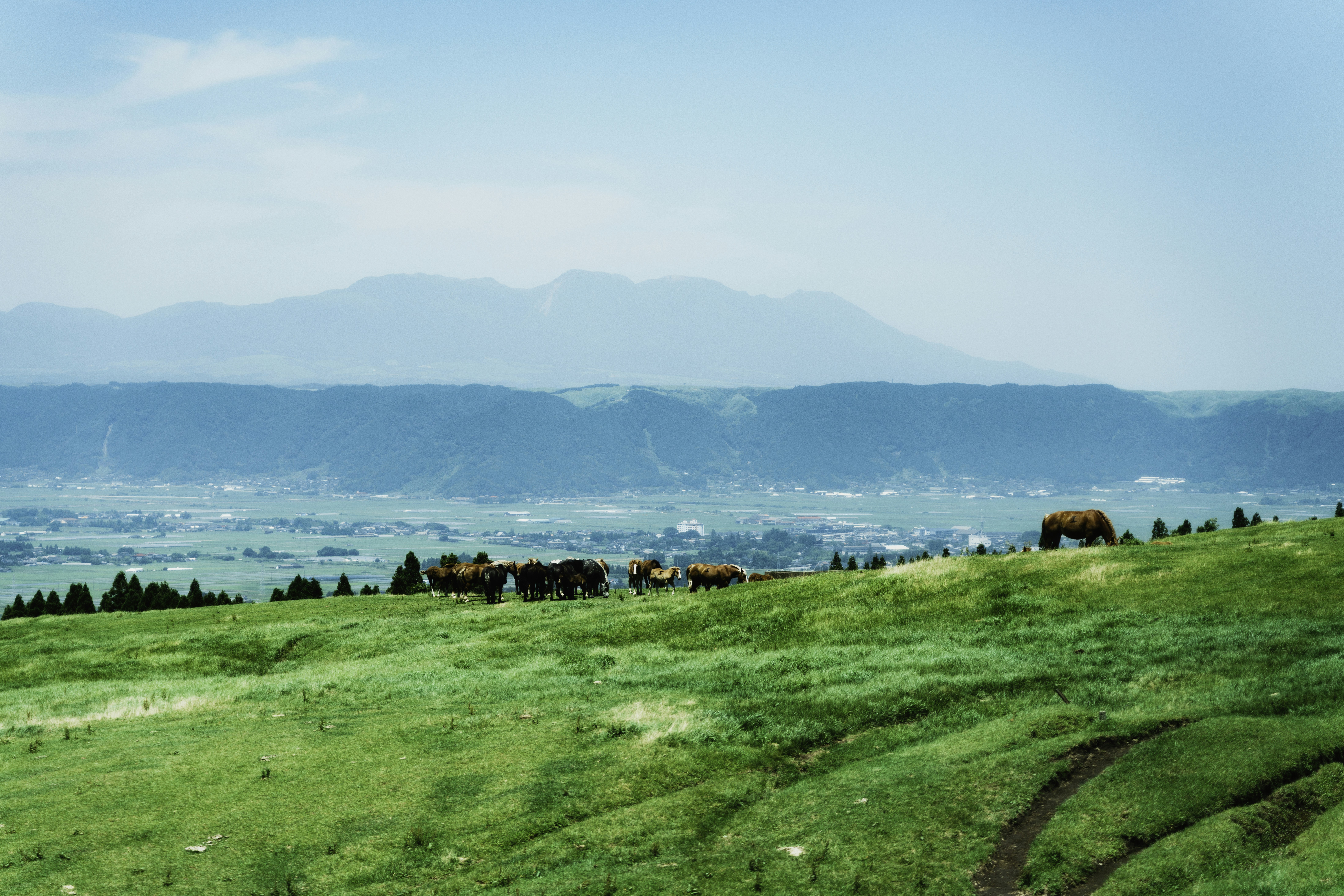 a herd of cattle grazing on a lush green hillside, 