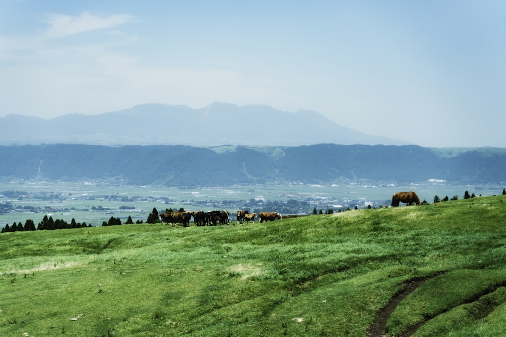 una mandria di bovini al pascolo su una collina verde lussureggiante
