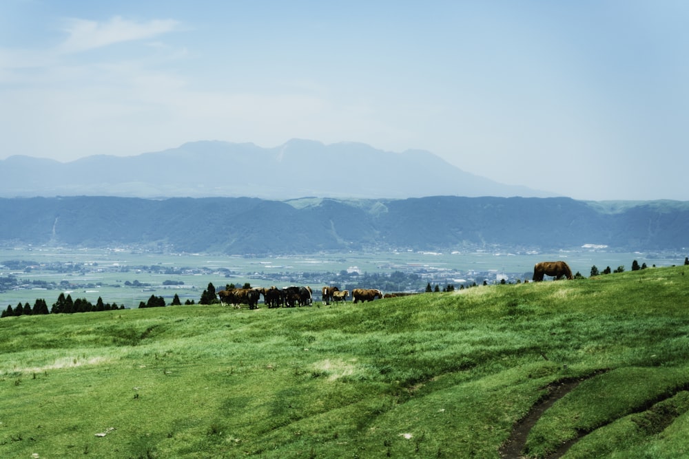 a herd of cattle grazing on a lush green hillside