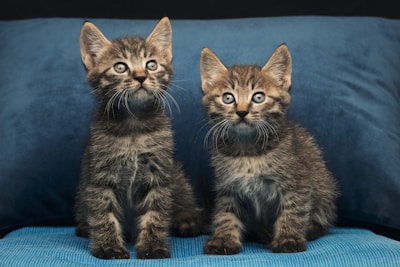 Two small, fluffy kittens with tabby fur sit close together on a deep blue pillow. They have curious expressions and large, round eyes, surrounded by soft, striped fur. Their ears are perked up, adding to their alert and engaging demeanor.