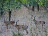 Three young deer with spotted coats stand alert in a forest clearing. The surrounding area is a mixture of dry grass and sparse trees, creating a natural habitat setting.