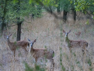 Three young deer with spotted coats stand alert in a forest clearing. The surrounding area is a mixture of dry grass and sparse trees, creating a natural habitat setting.