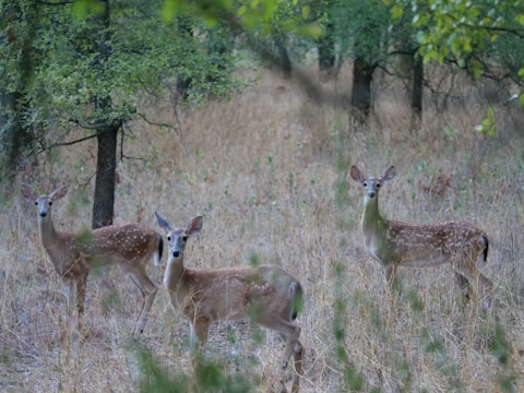 Three young deer with spotted coats stand alert in a forest clearing. The surrounding area is a mixture of dry grass and sparse trees, creating a natural habitat setting.