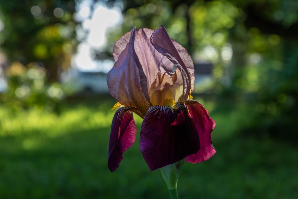 a close up of a purple flower with a blurry background