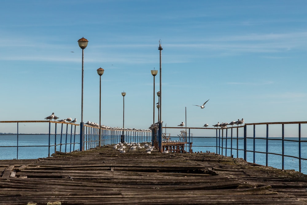 a bunch of birds that are standing on a pier