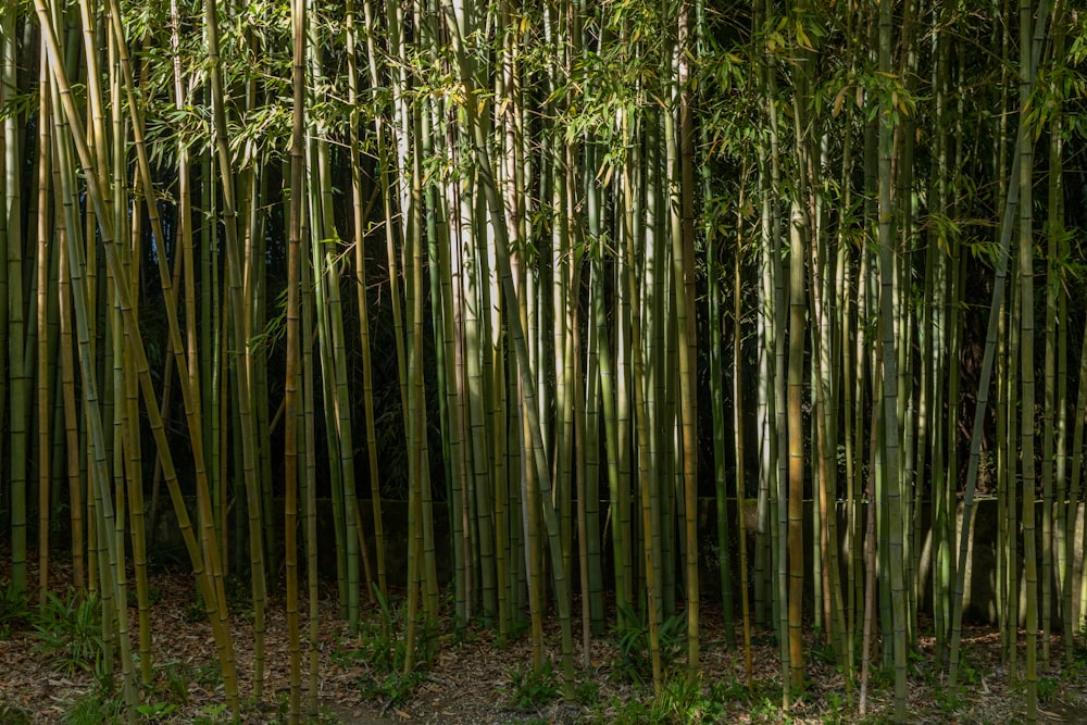 a group of bamboo trees in a forest