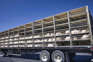 The company’s transport trucks loaded with healthy animals ready for delivery.