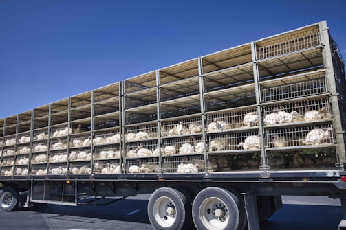 A truck with multiple stacked metal cages filled with white turkeys. The background is a clear blue sky, suggesting it's a sunny day.