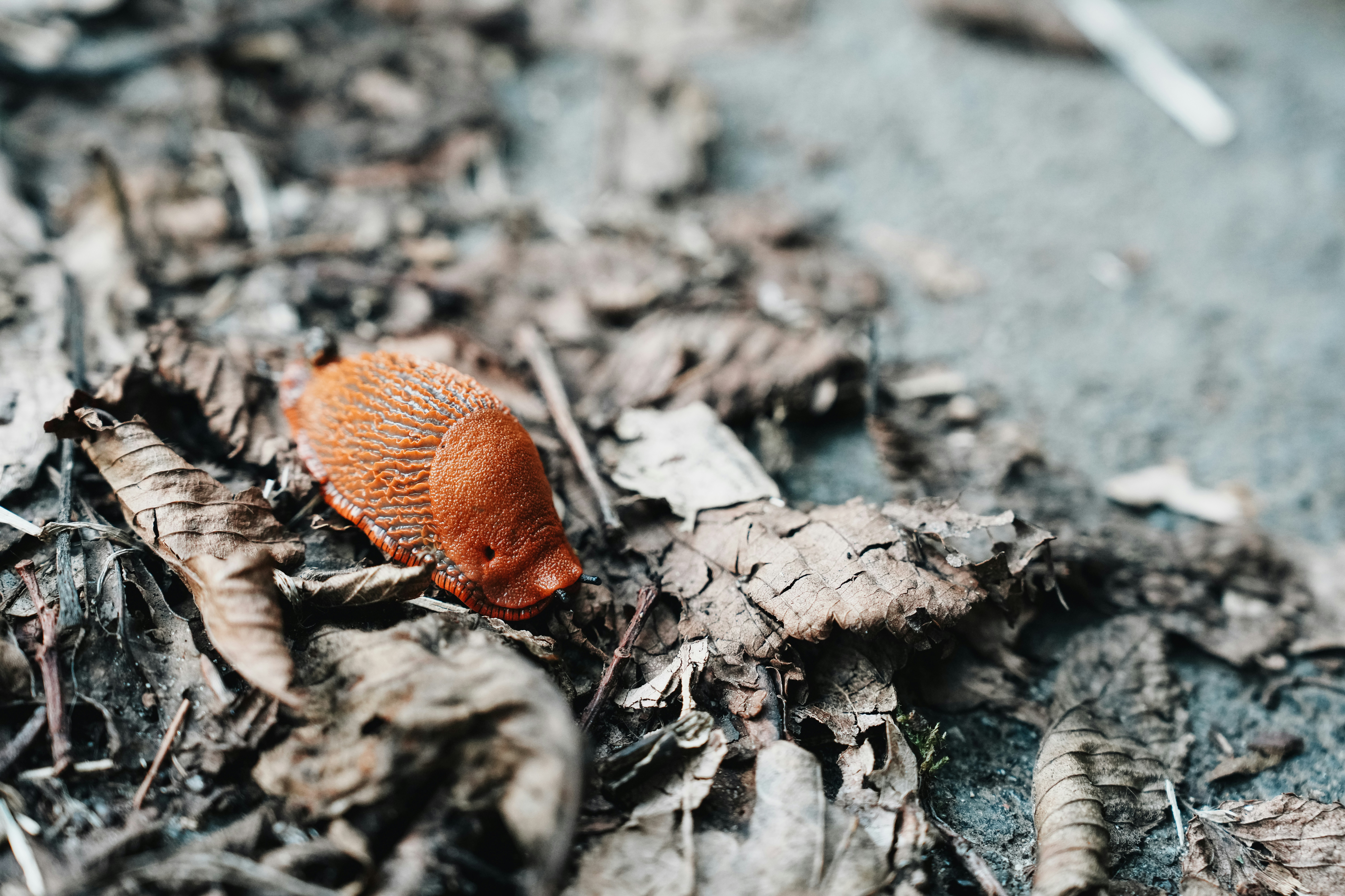 a brown bug crawling on top of a leaf covered ground