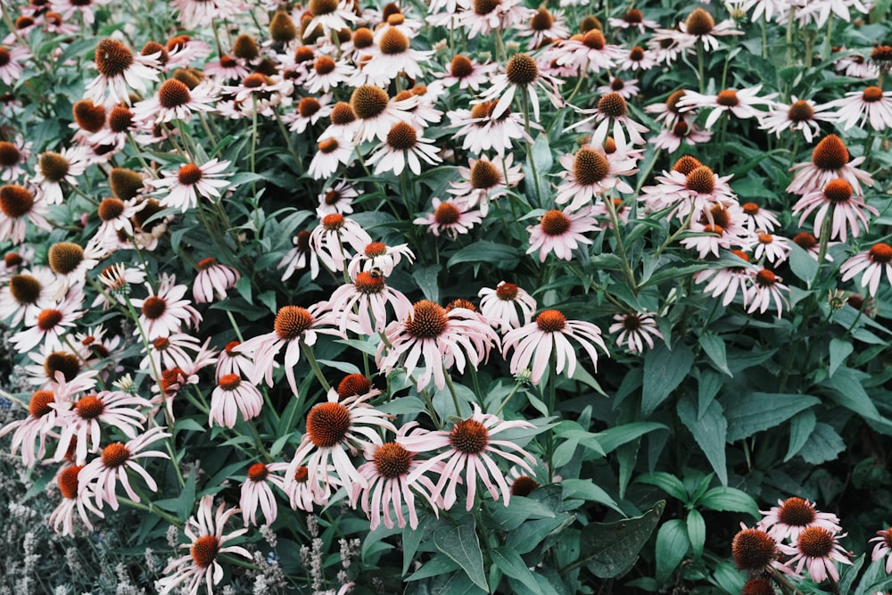 a field of white and brown flowers with green leaves