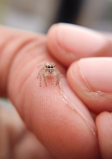 A joyful jumping spider perched on a hand, showing its small size and charm.