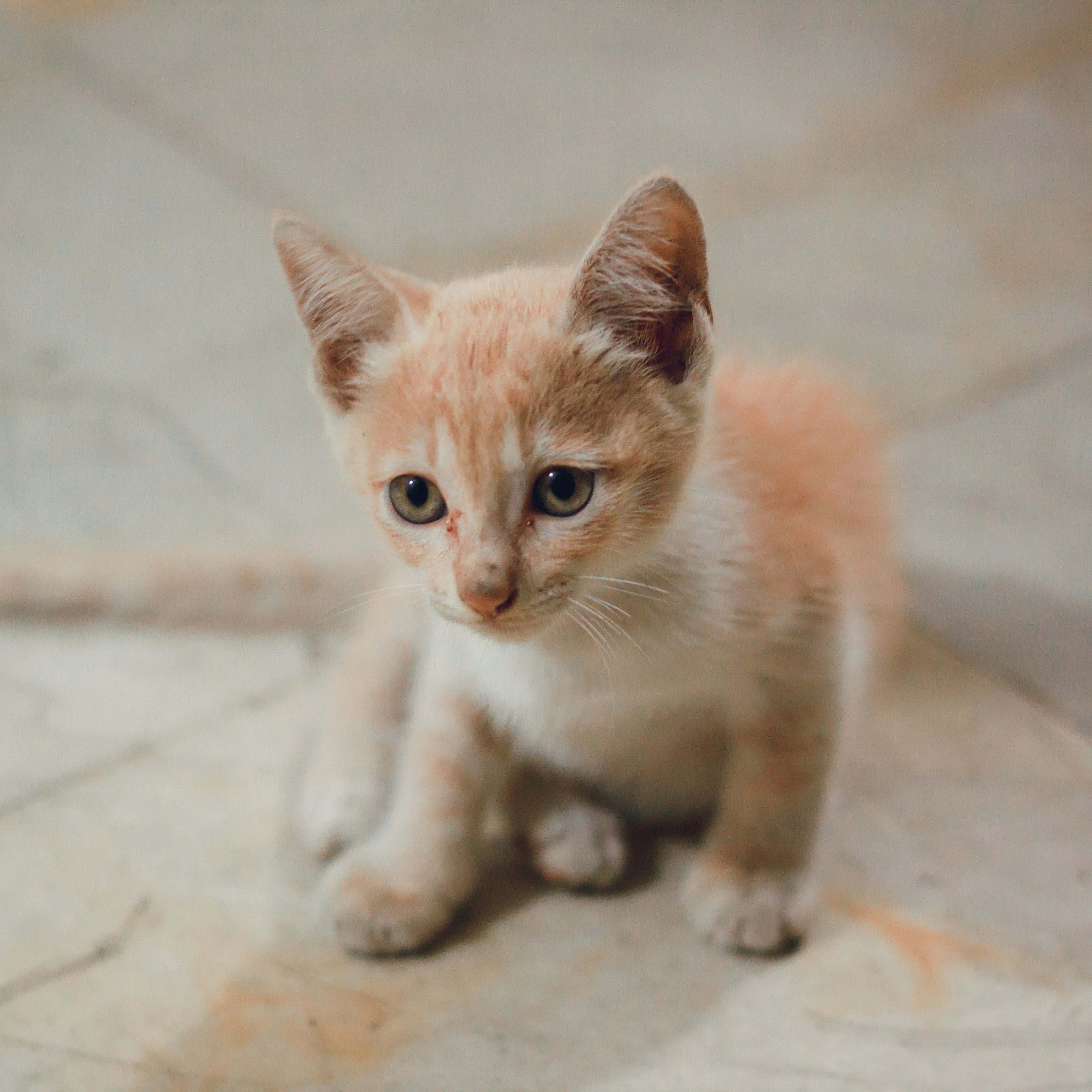 a small kitten sitting on a tile floor