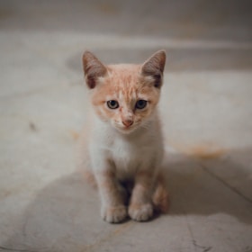 A small, light orange and white kitten sits attentively on a plain, indoor floor. The kitten's fur is short and its eyes are wide open, giving it an inquisitive expression.