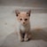 A small, light orange and white kitten sits attentively on a plain, indoor floor. The kitten's fur is short and its eyes are wide open, giving it an inquisitive expression.