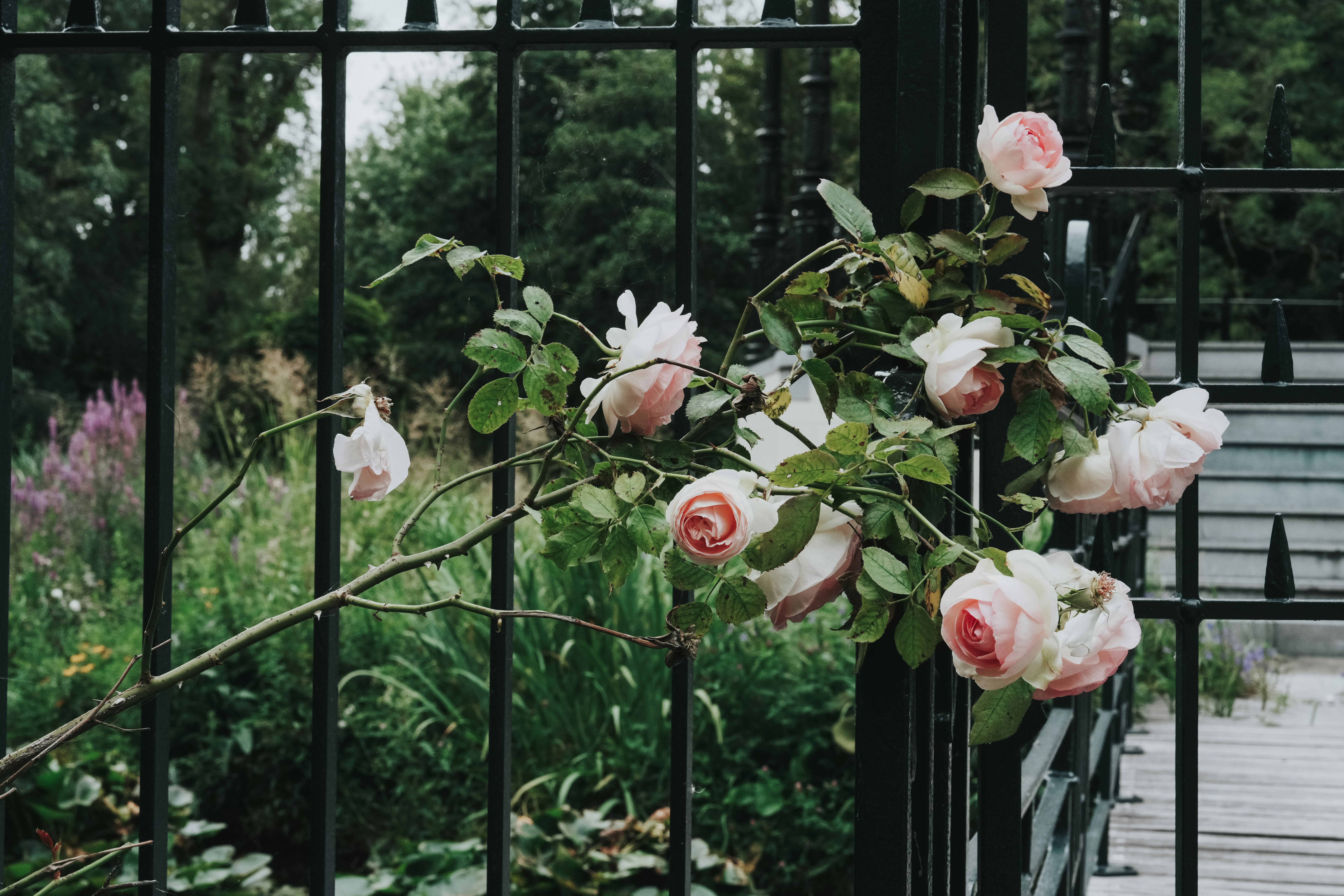A forgotten garden after the rain — roses glistening with dew, a weathered gate half-open, and a lone figure standing where spring once began.